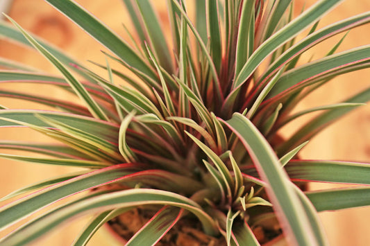 Till. cyanea variegata