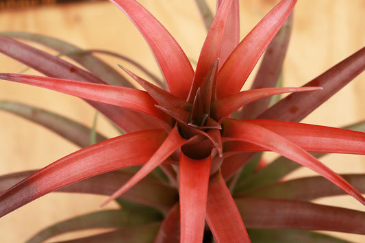 Till. Capitata var Red