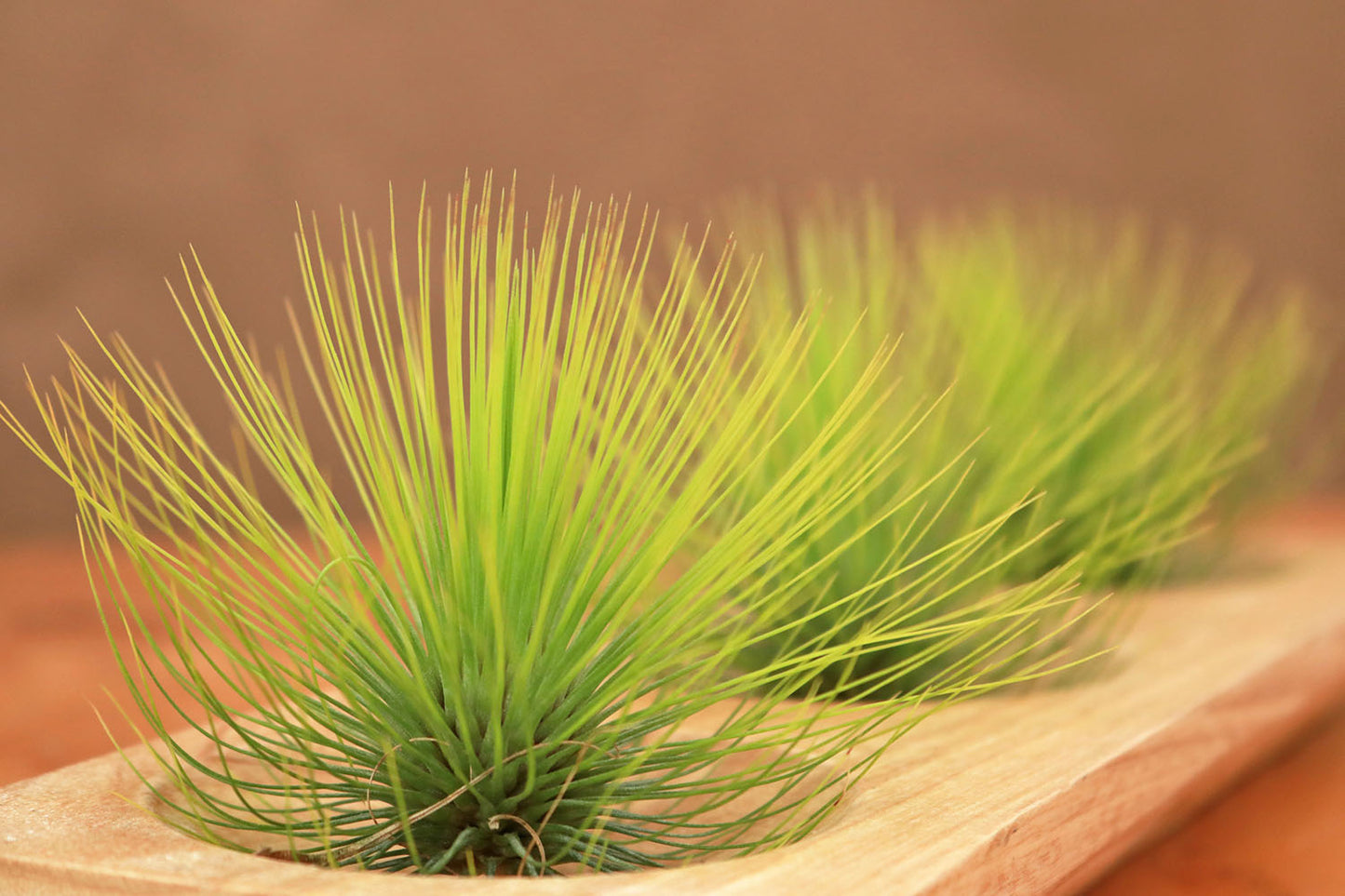 Colección de Till. andreana