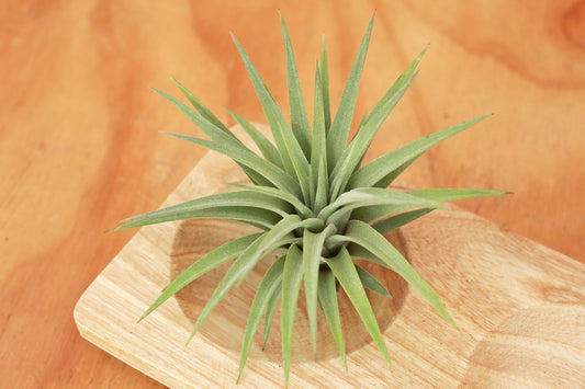 Colección Till. Plagiotropica