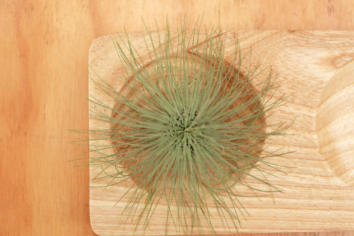 Colección Till. fuchsii var. gracilis