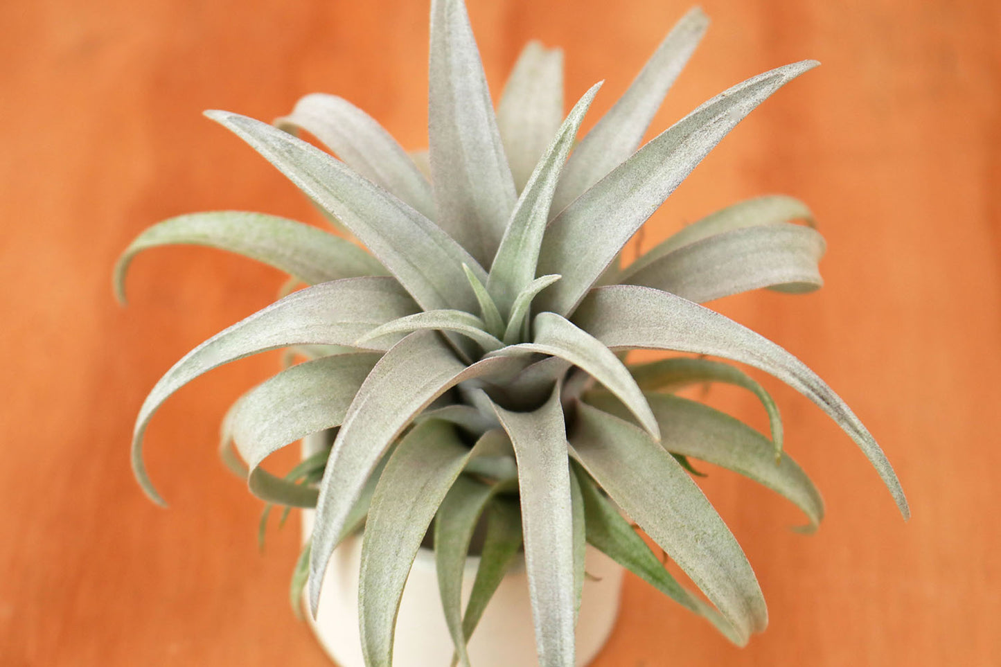 Till. capitata Yellow Star