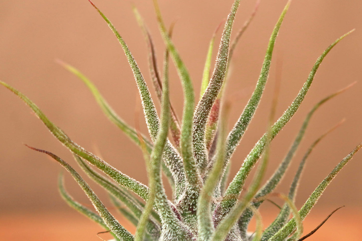 Till. pruinosa Guatemala