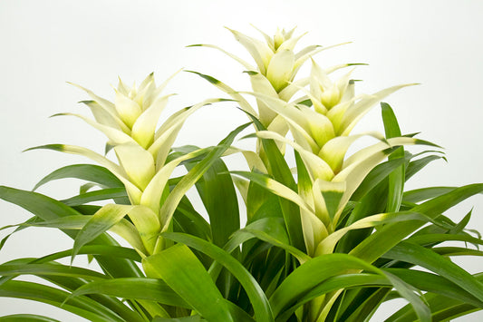 Guzm. Froozen en arreglo