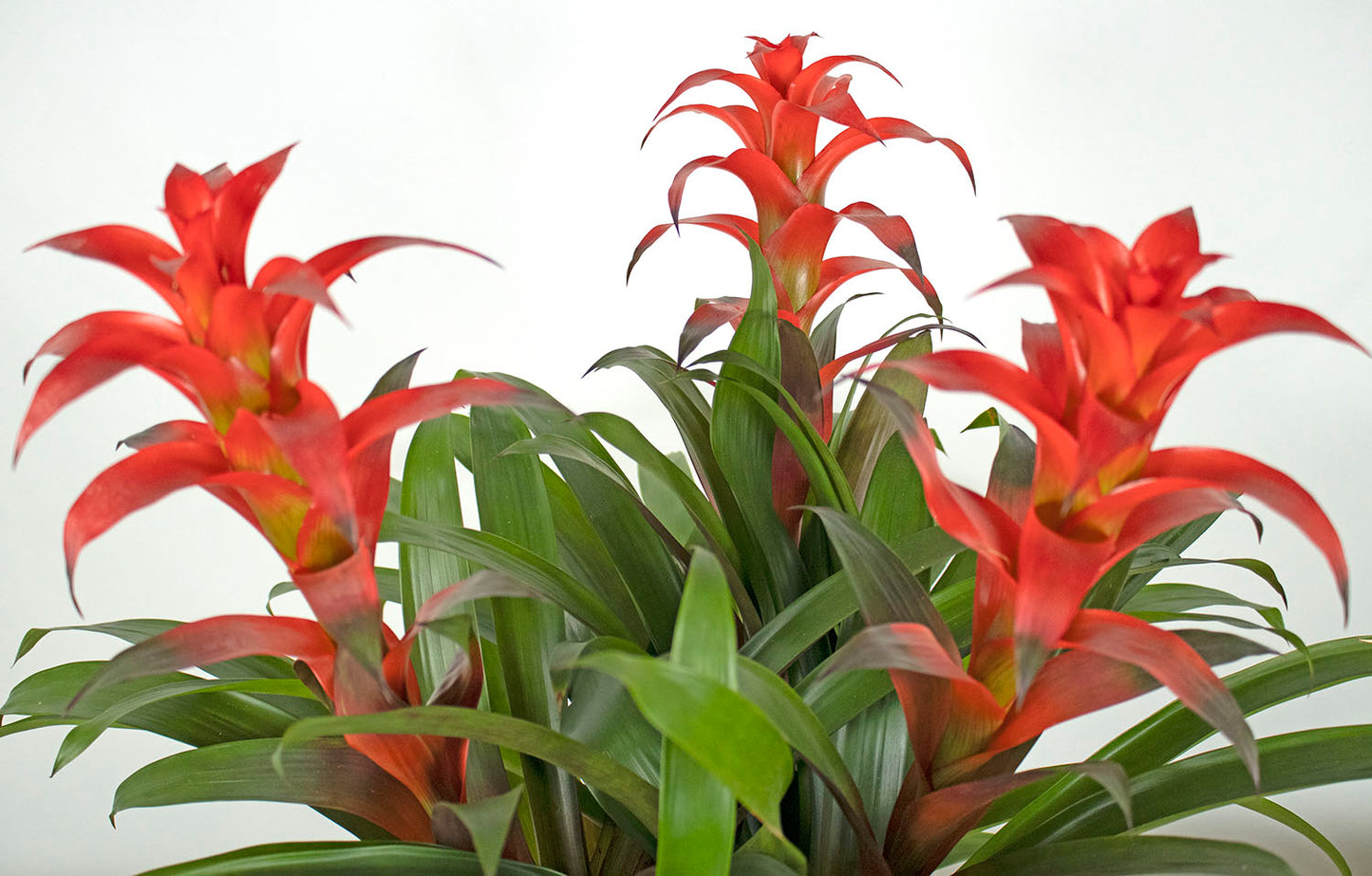 Guzm. Rostara en arreglo