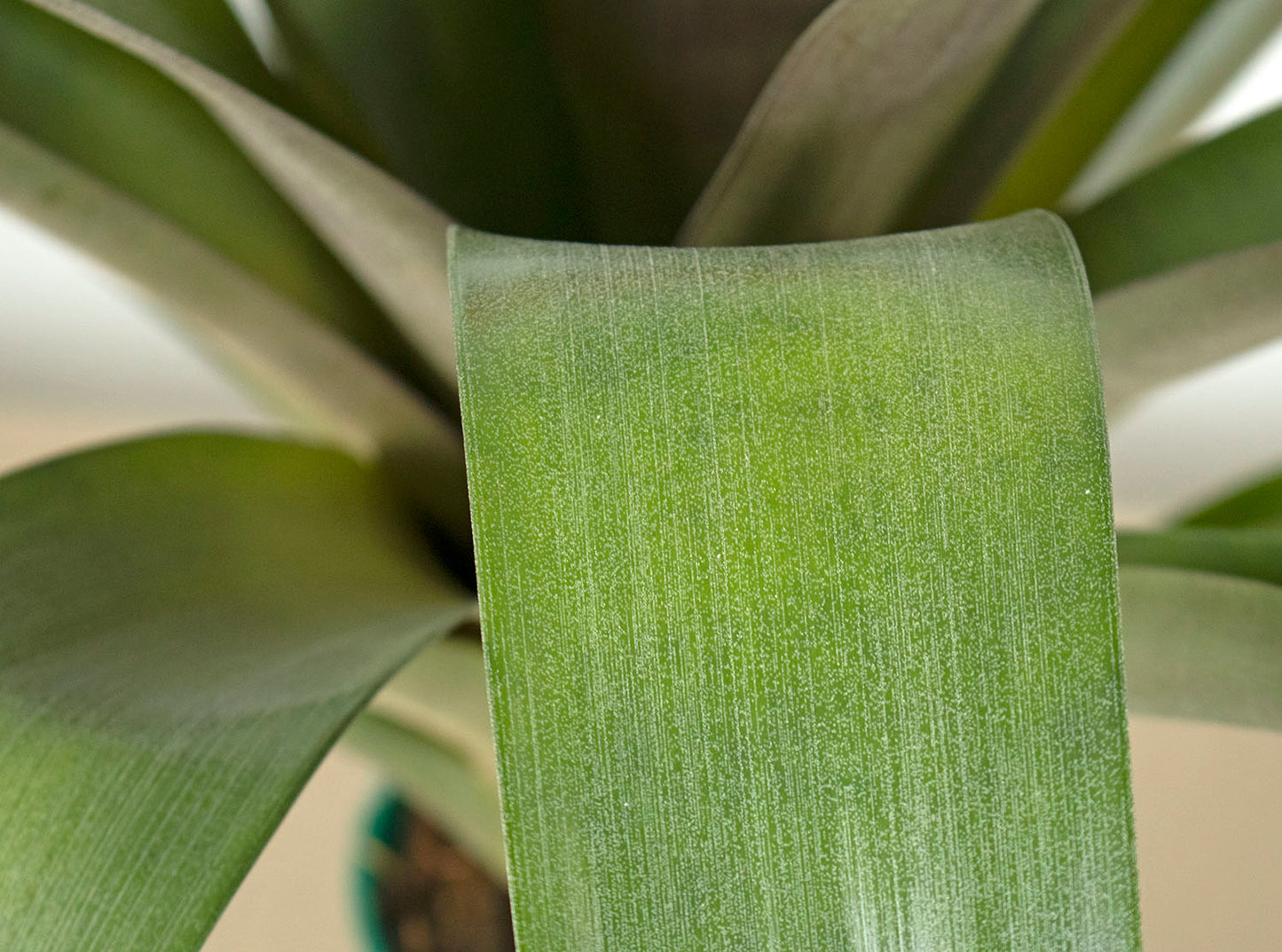 Guzm. Conifera