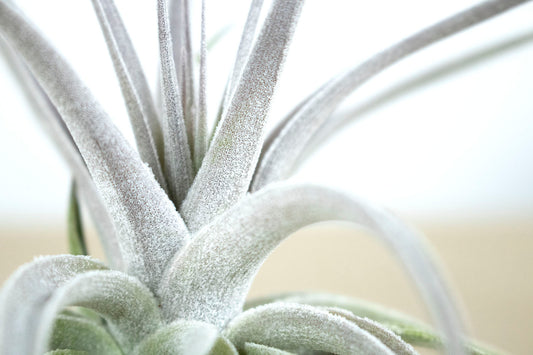 Till. Recurvifolia Subsecundifolia