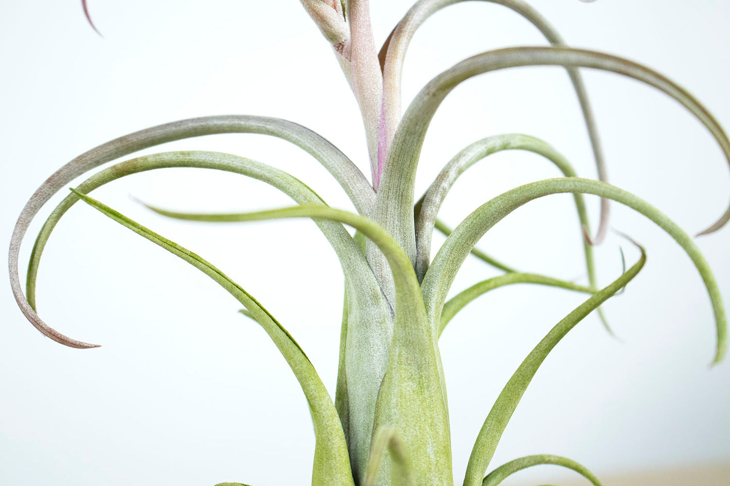 Tll. circinata