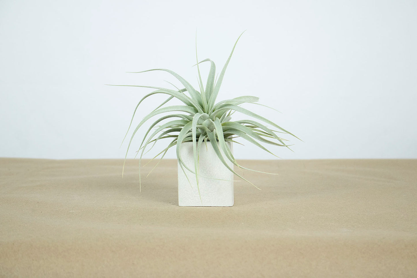 Till. xerographica
