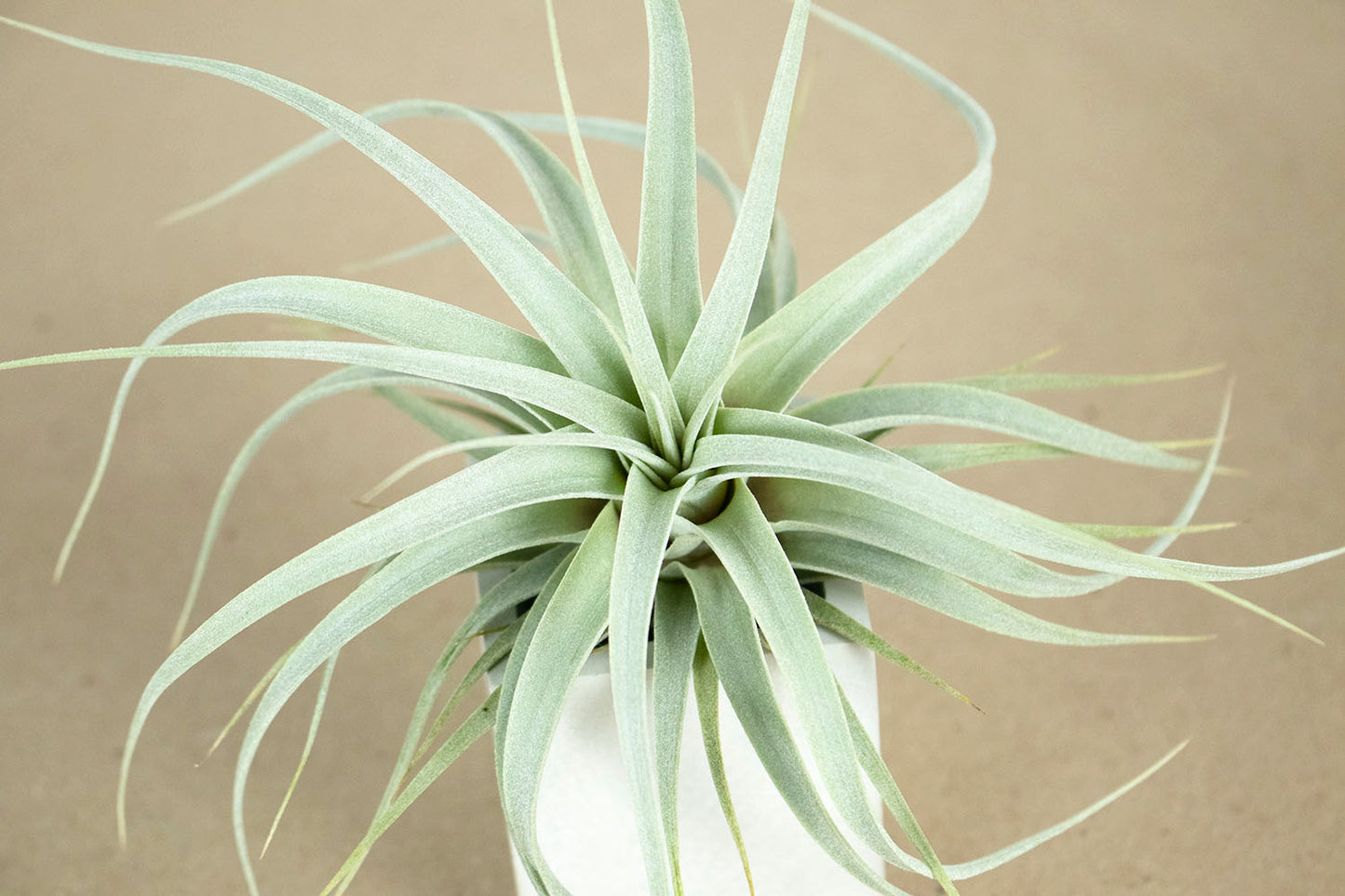 Till. xerographica