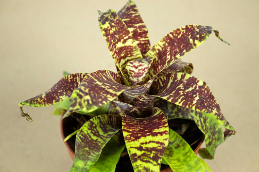 Goud. ospinae var gruberi