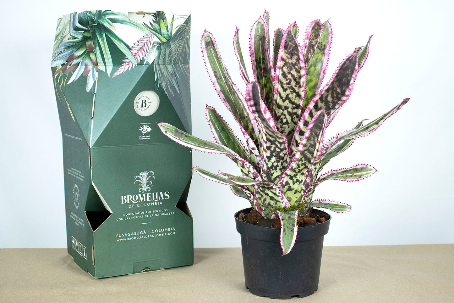 Aech. orlandiana variegata