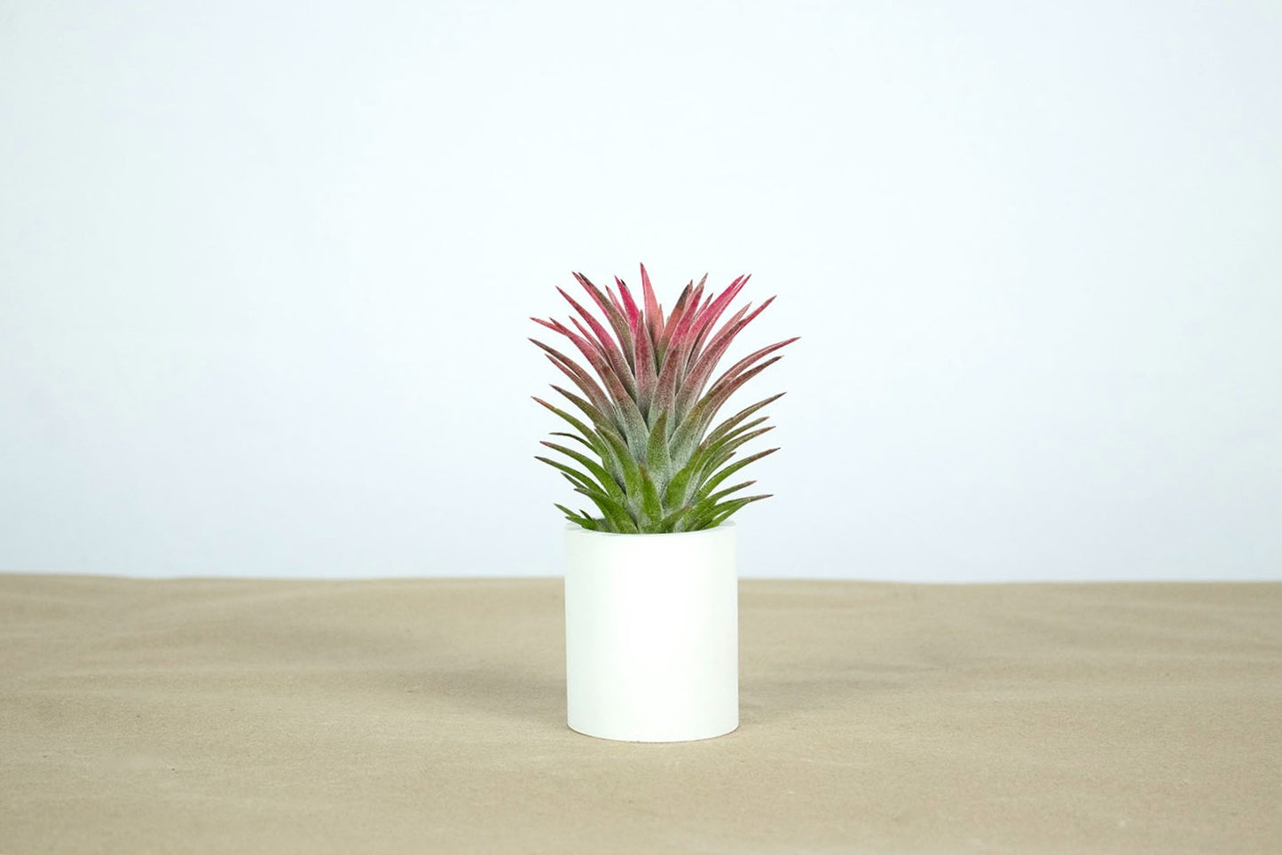 Till. ionantha var. van-hyningii