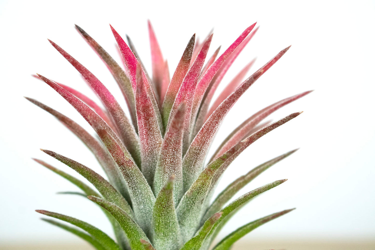 Till. ionantha var. van-hyningii