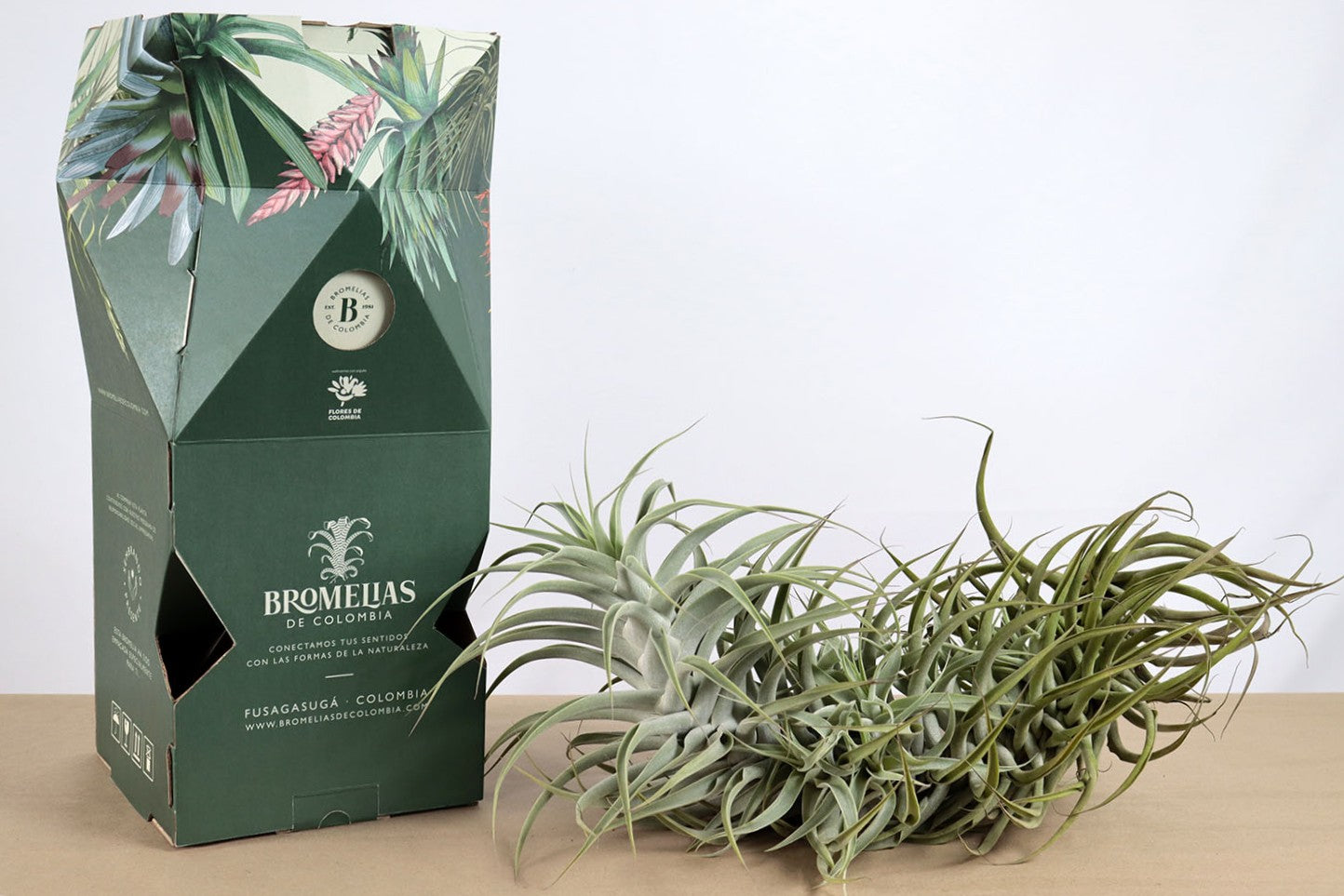 Till. cacticola long form green