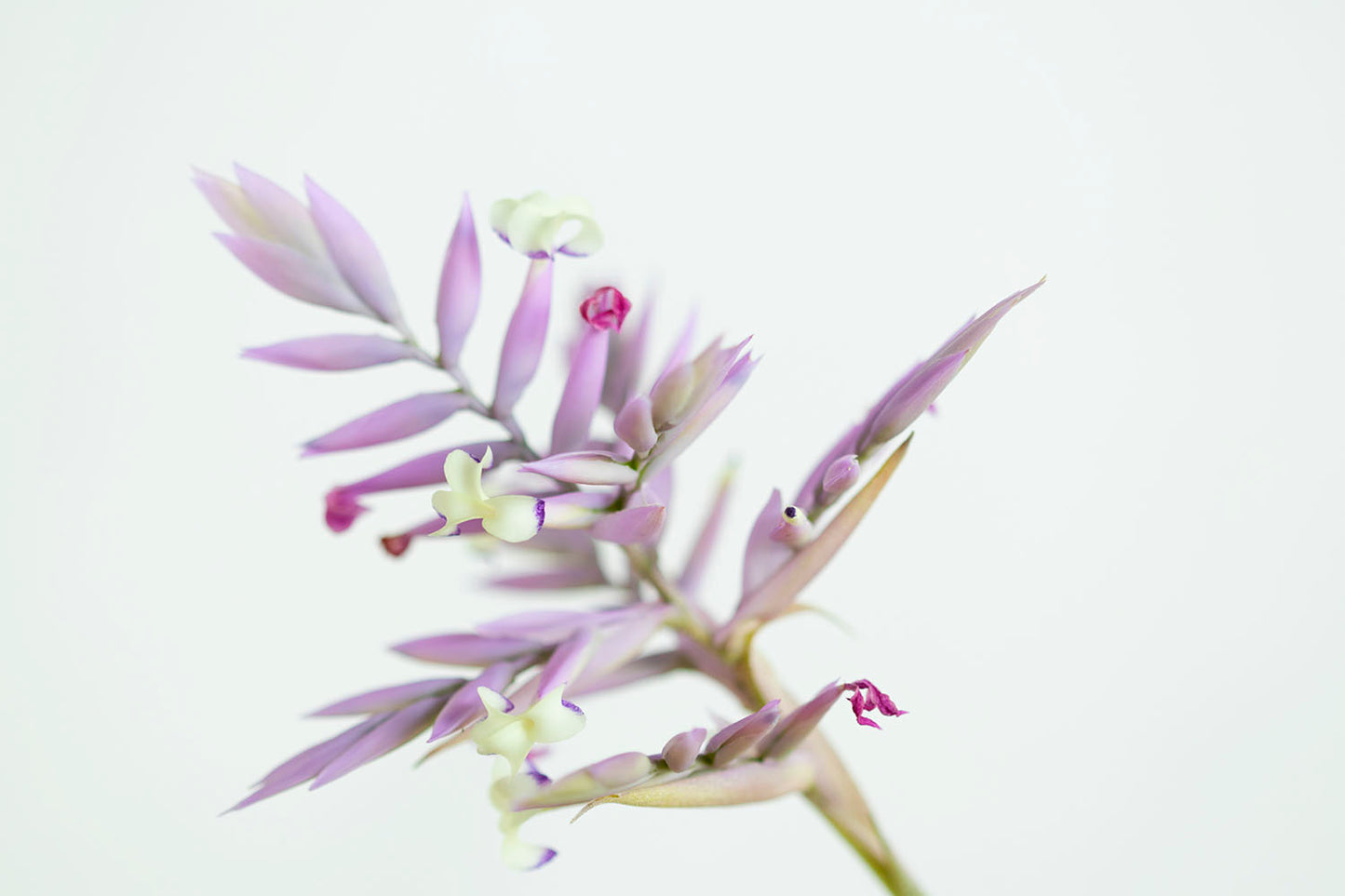 Till. cacticola thin leaf silver