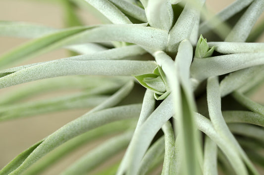 Till. cacticola thin leaf silver