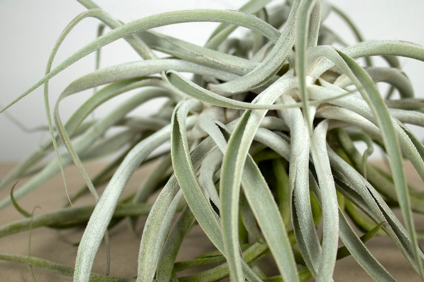 Till. cacticola thin leaf silver