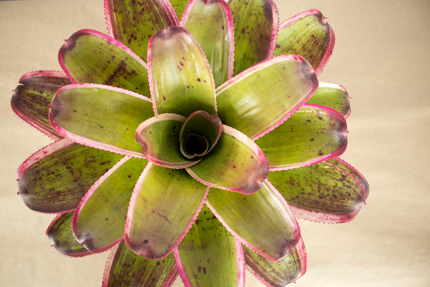 Neor. concentrica variegata