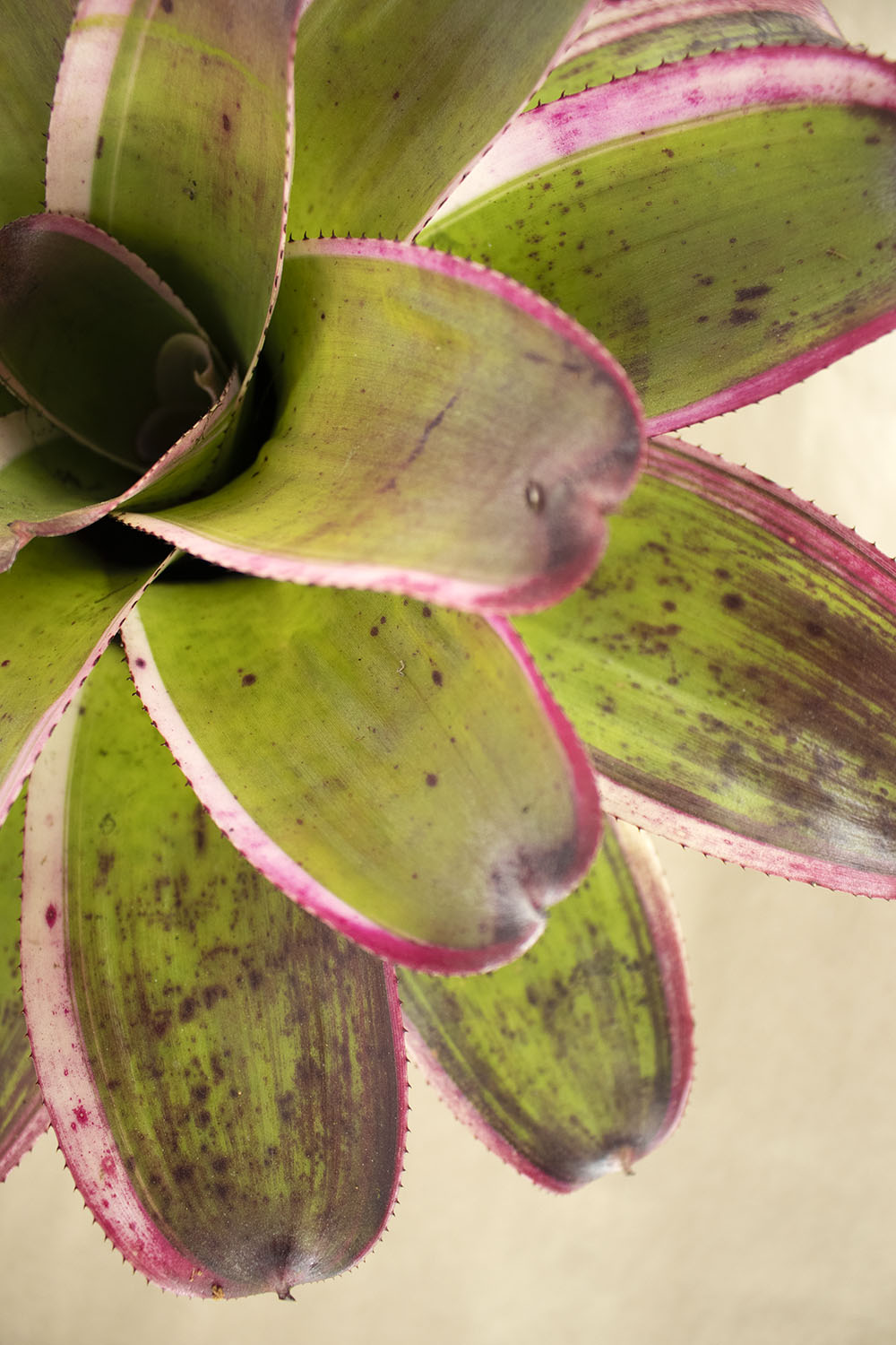 Neor. concentrica variegata