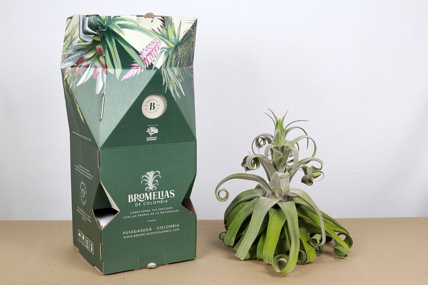 Till. streptophylla