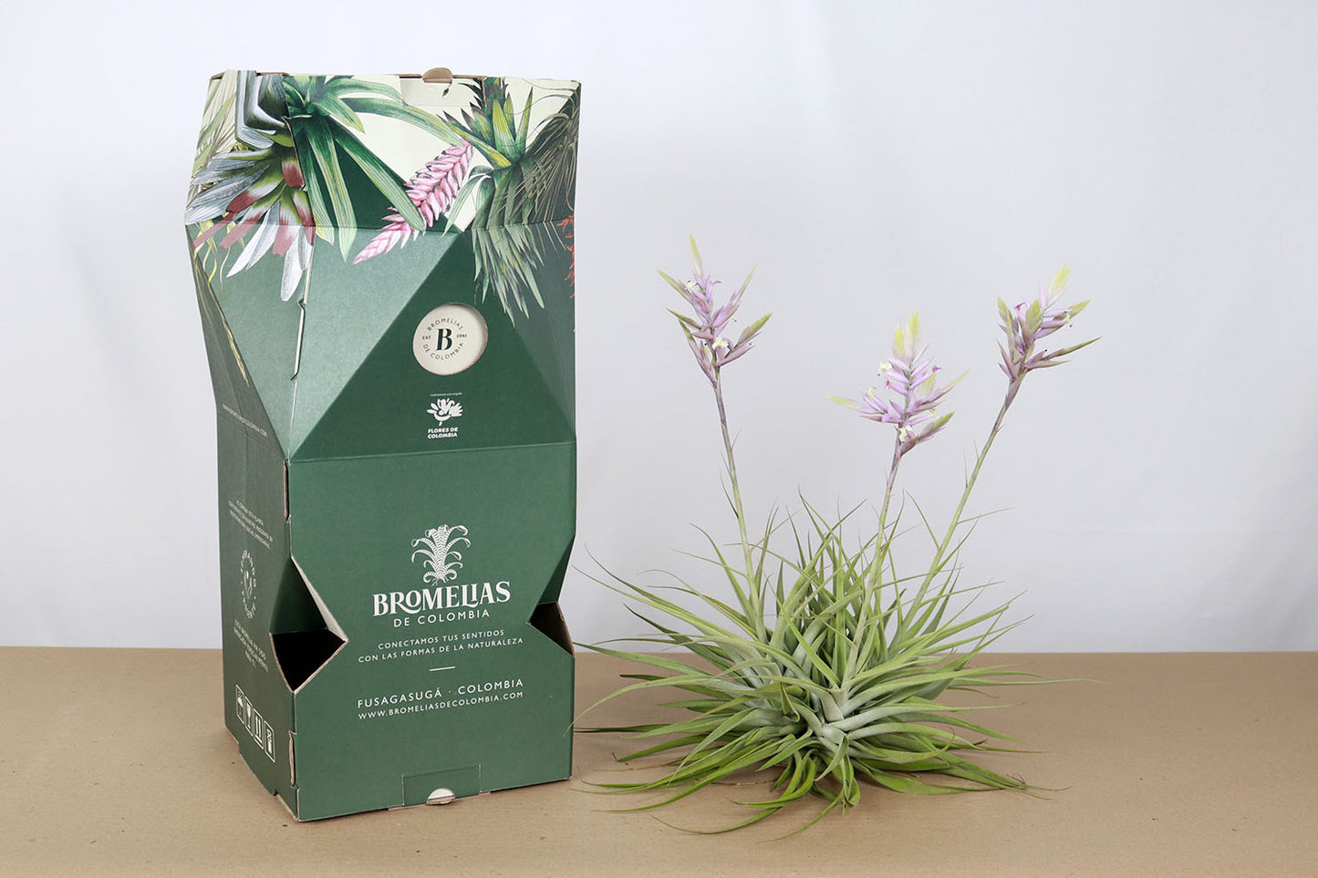 Till. cacticola thin leaf