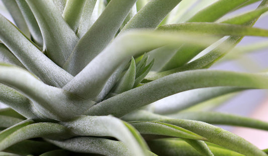 Till. cacticola thin leaf