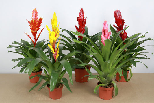 Colección de 4 Vrieseas de colores L