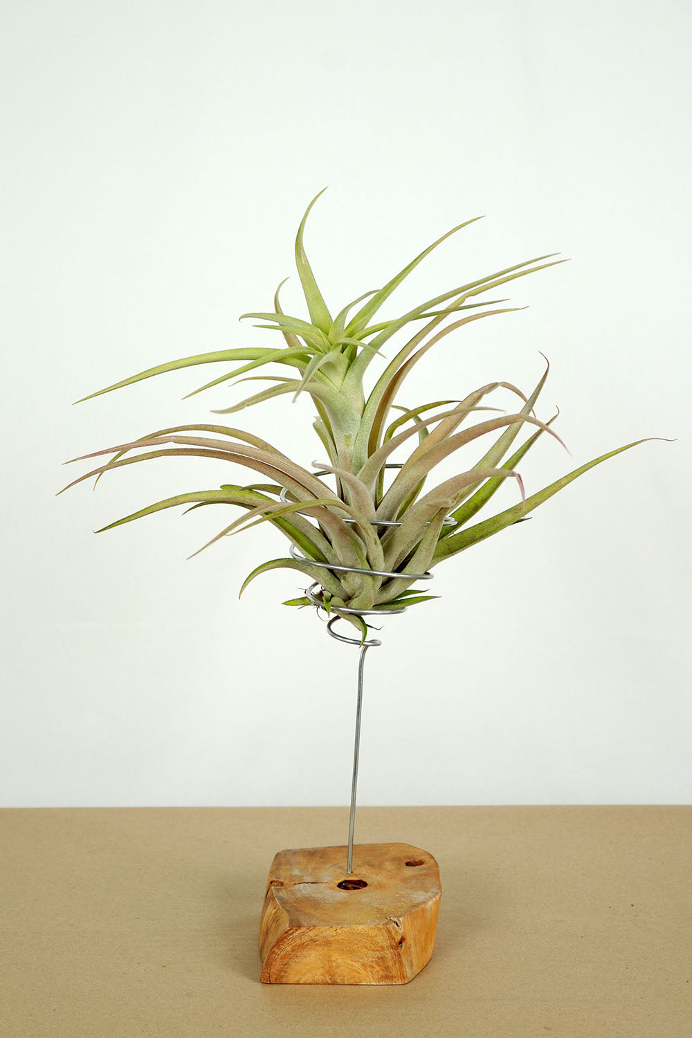 Till. capitata salmón M
