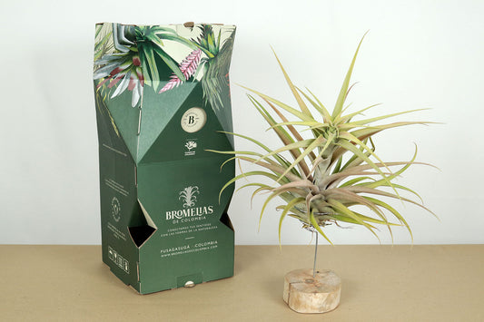 Till. capitata salmón L