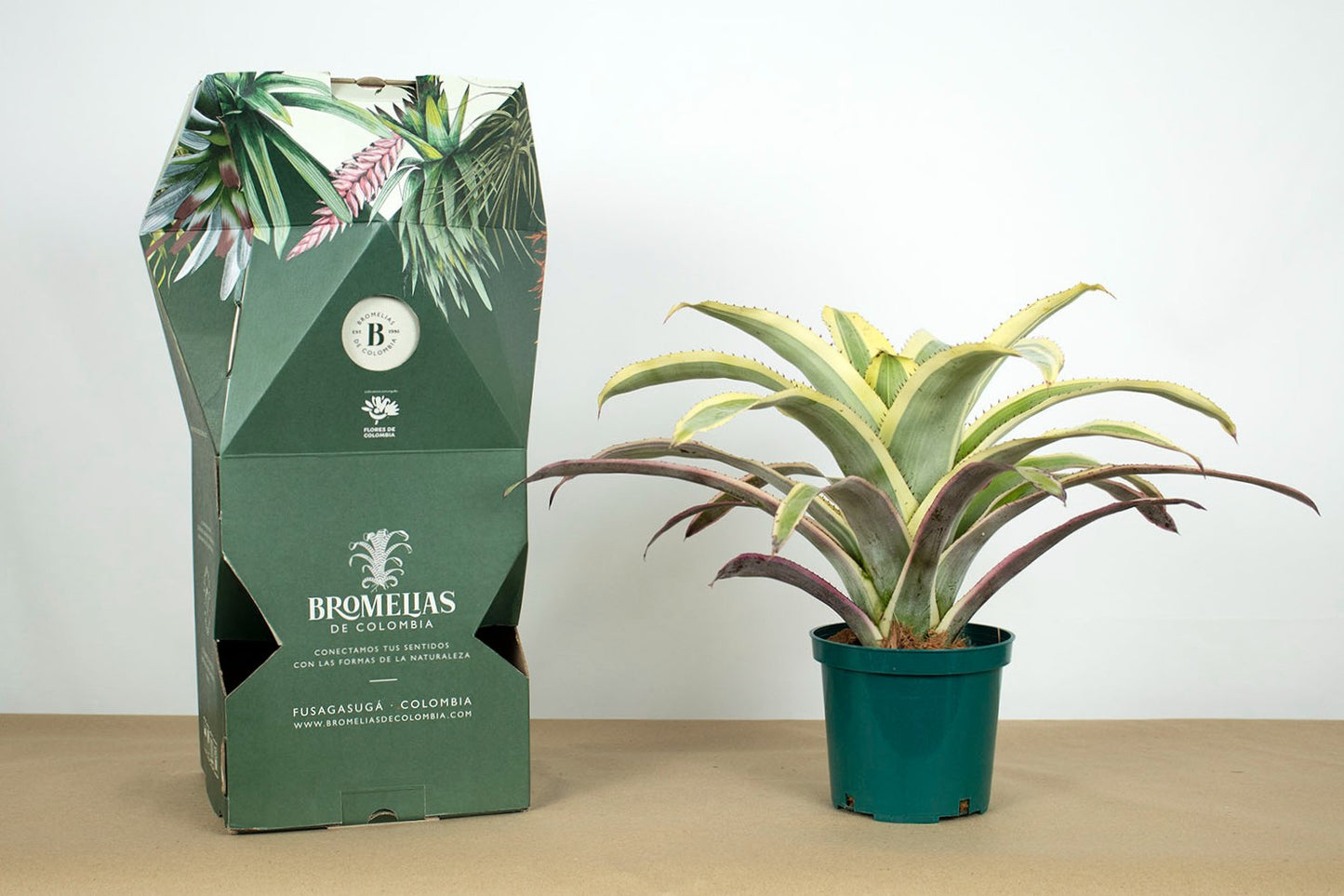 Aech. romeroi albomarginata