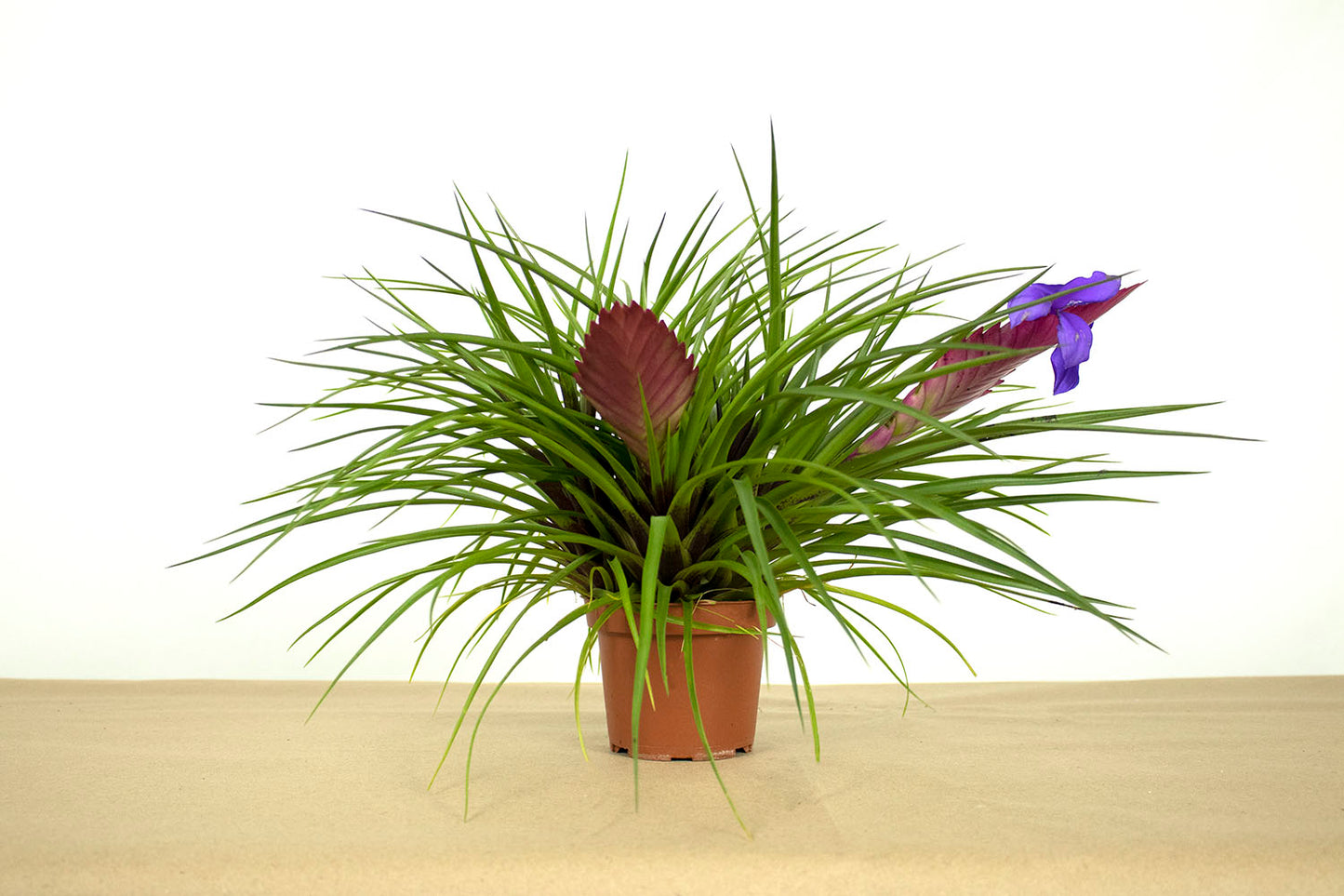 Till. cyanea sandy