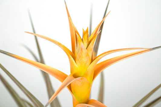 Till. capitata yellow form