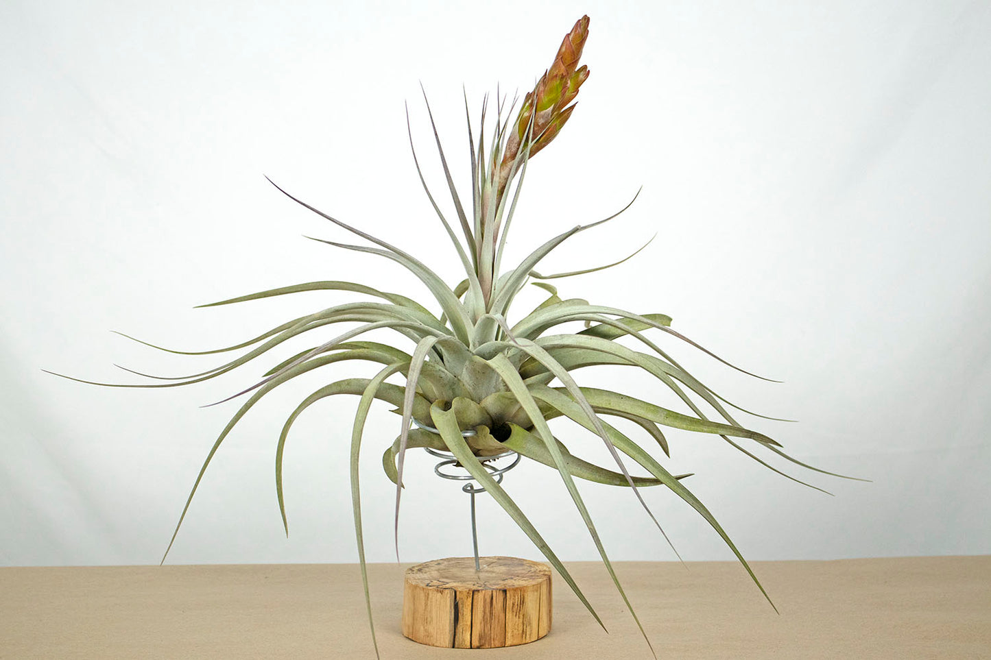 Till. fasciculata