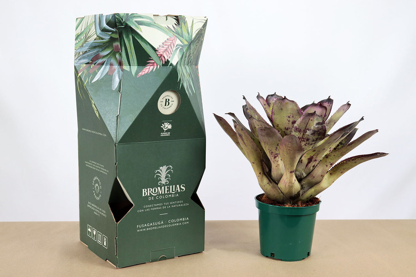 Neor. concentrica albomarginata