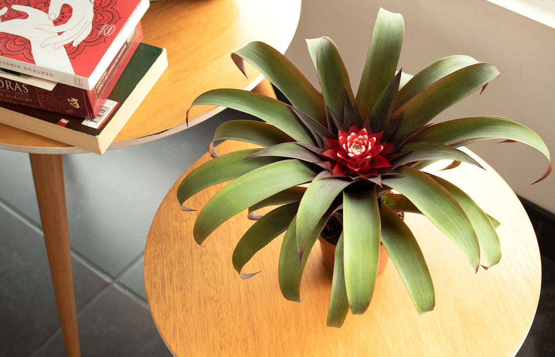 Conoce la iluminación adecuada para tu bromelia