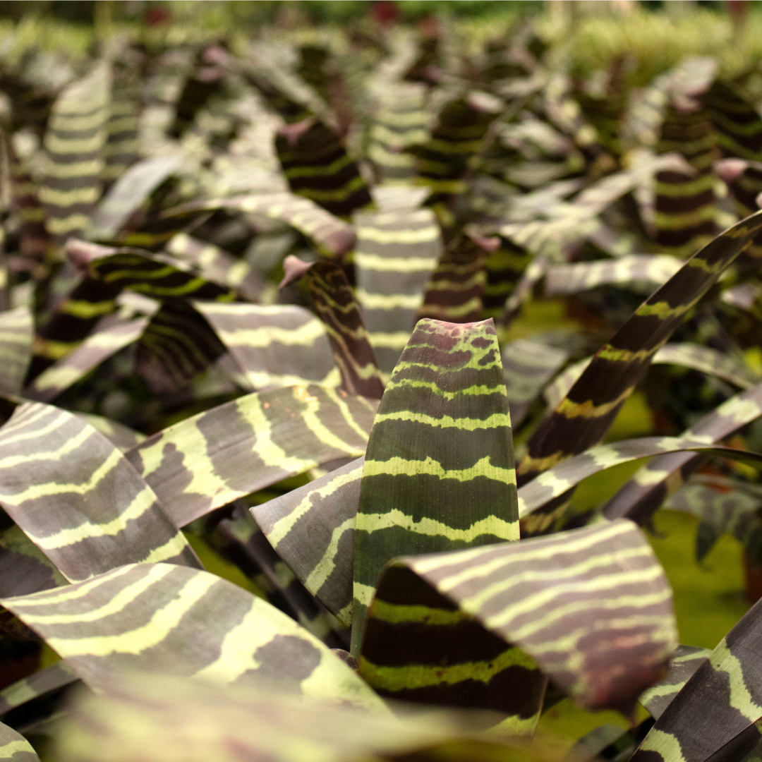 La magia de las bromelias de follaje