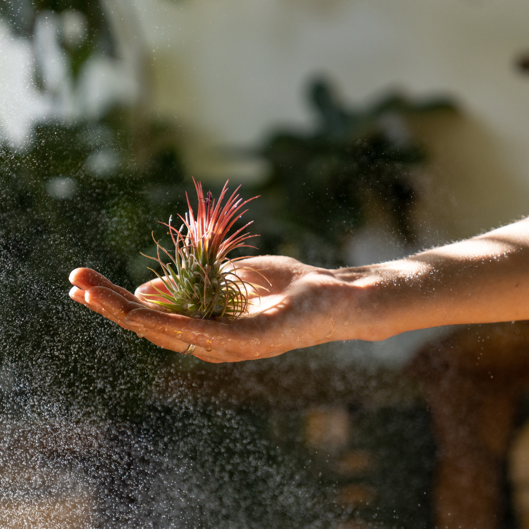 Lo que debes saber sobre tus Tillandsias