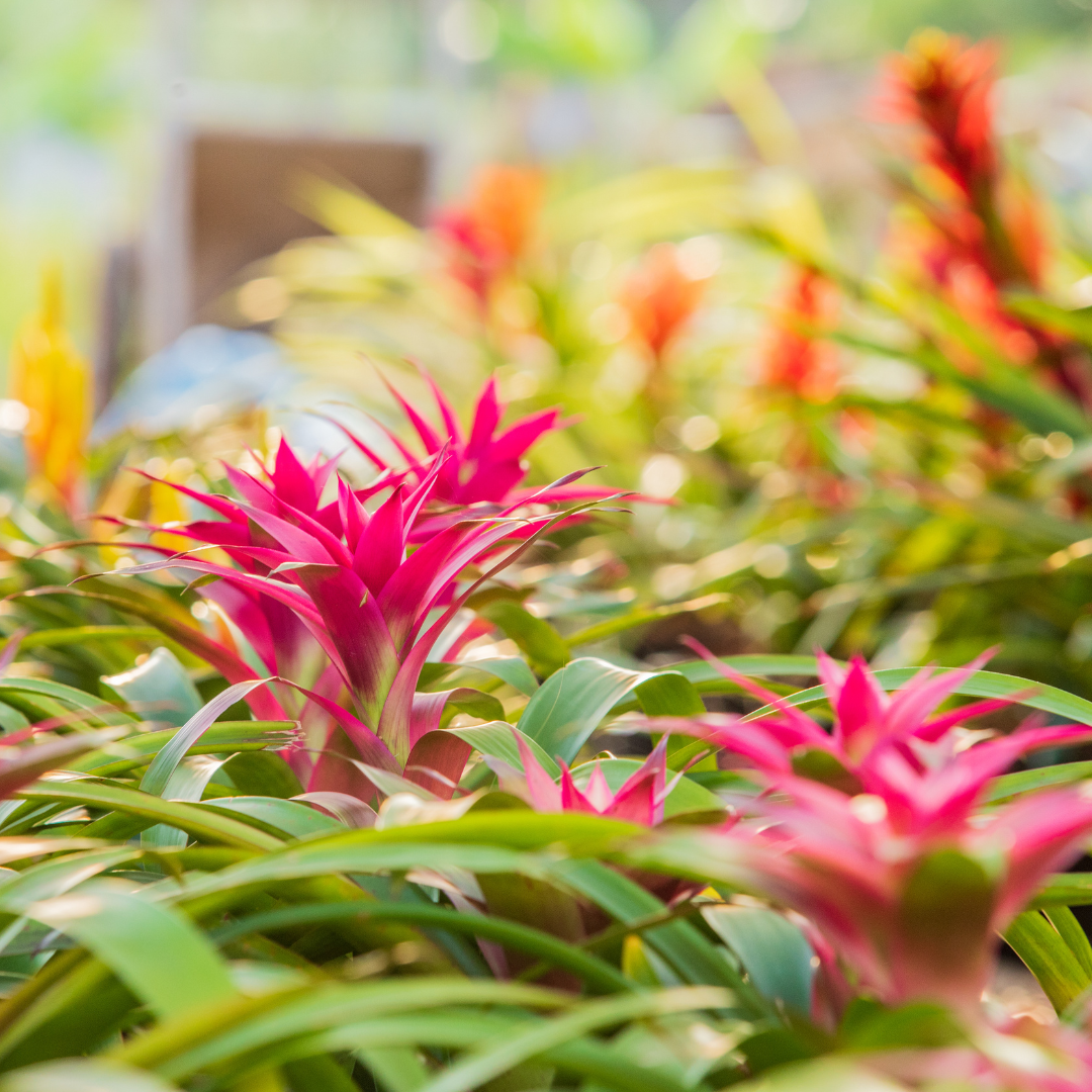 ¿Cómo saber si tu bromelia está enferma?