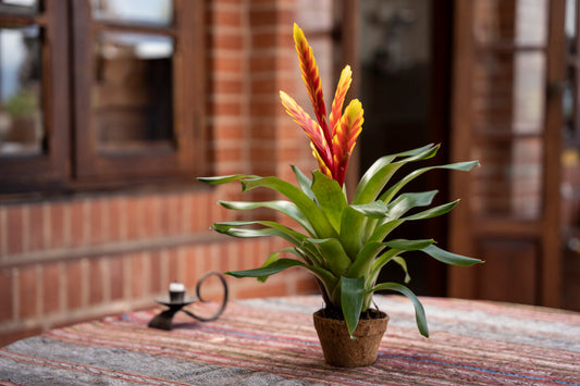 Vriesea, la planta ideal para decorar habitaciones