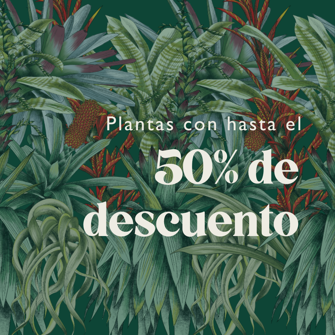 ¡Descuentos del mes!