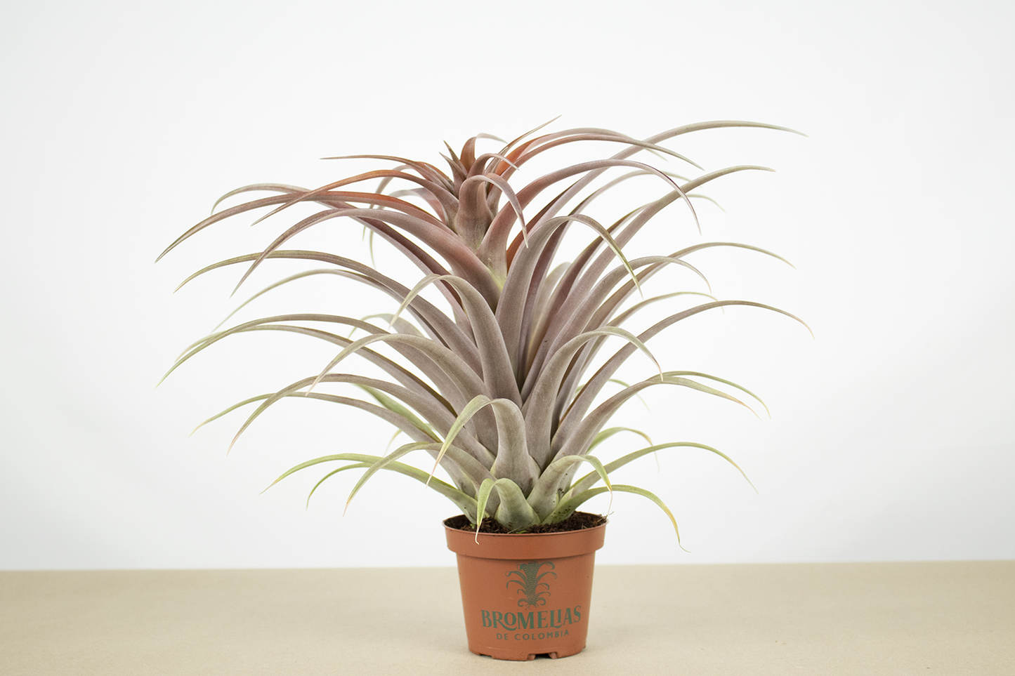 Till. capitata green