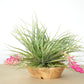 Till. Stricta Silver
