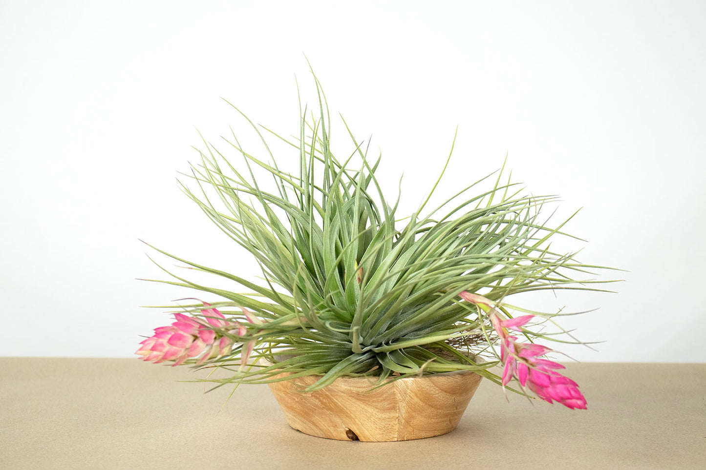 Till. Stricta Silver