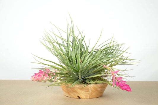 Till. Stricta Silver