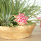 Till. Stricta Silver