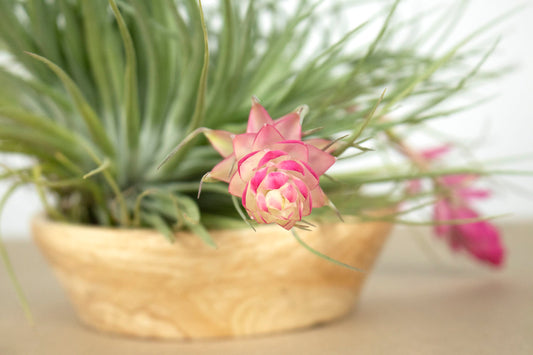 Till. Stricta Silver