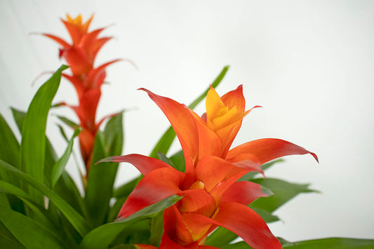 Guzm. jazz en arreglo