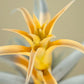 Till. capitata yellow star