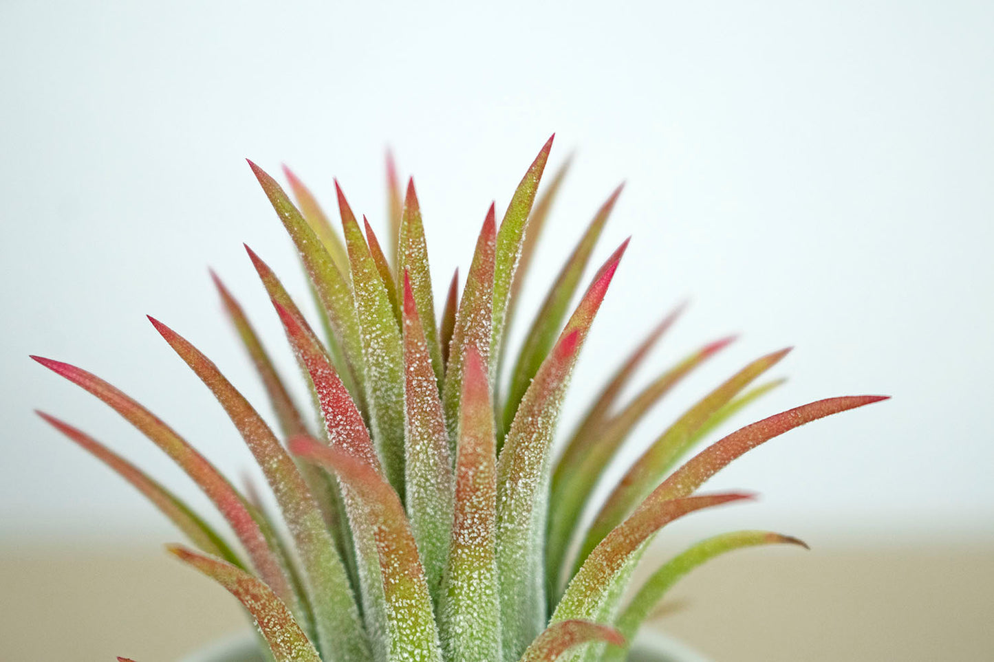 Till. Ionantha